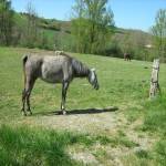 chevaux de centre équestre.jpg