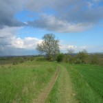 le chêne depuis B4.jpg