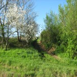 sentier au printemps.jpg